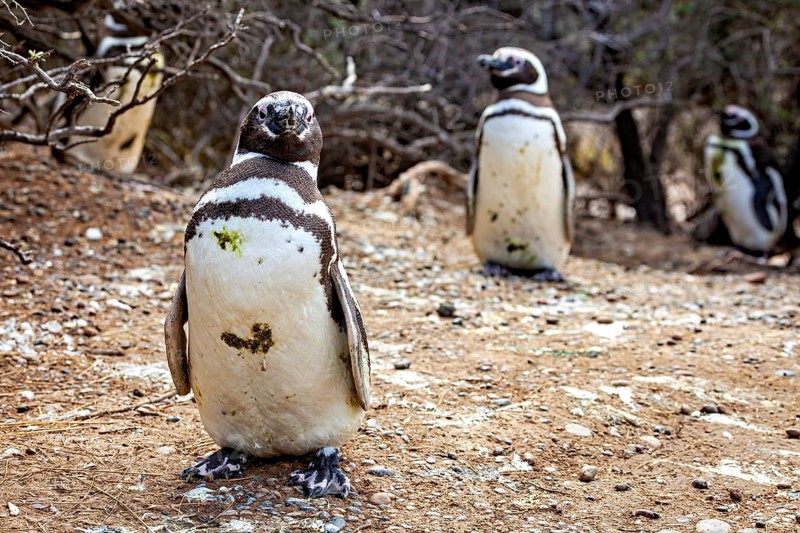 Close-up of penguins on desert-like ground, The Magellanic Penguin (Spheniscus magellanicus) from Punta Tombo in Argentina