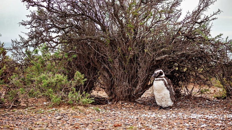 A penguin stands under a large shrub on gravelly ground, The Magellanic Penguin (Spheniscus magellanicus) from Punta Tombo in Argentina