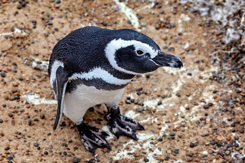 A penguin stands on pebbles and looks up, The Magellanic Penguin (Spheniscus magellanicus) from Punta Tombo in Argentina