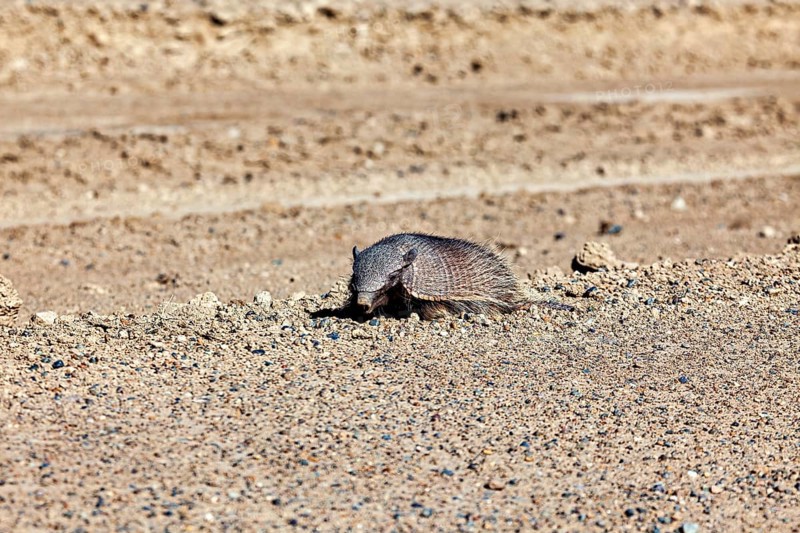 An armadillo lies alone in a sandy desert landscape, the brown-bristled armadillo (Chaetophractus villosus) of the Valdes Peninsula in Argentina