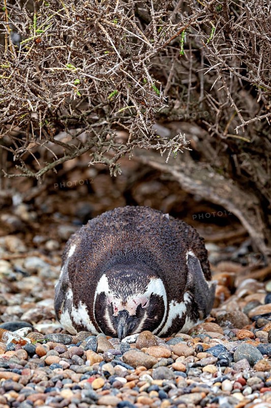 A penguin lies camouflaged under bushy undergrowth on pebbles, The Magellanic Penguin (Spheniscus magellanicus) from Punta Tombo in Argentina