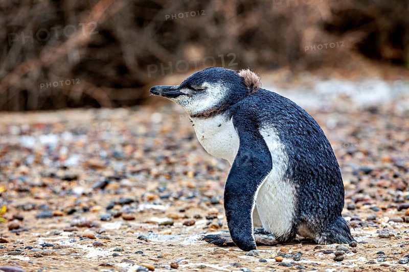A close-up single penguin sits quietly on gravelly ground, The Magellanic Penguin (Spheniscus magellanicus) from Punta Tombo in Argentina