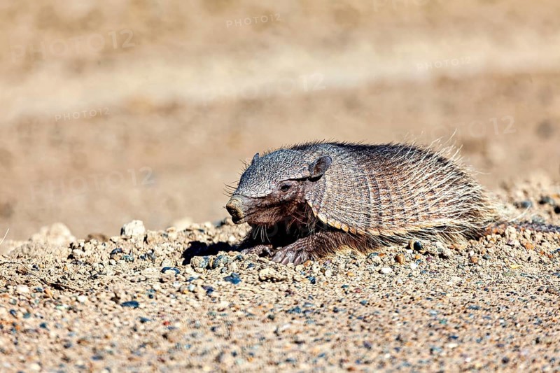 A solitary armadillo rests on sandy soil in a desert, The brown-bristled armadillo (Chaetophractus villosus) of the Valdes Peninsula in Argentina