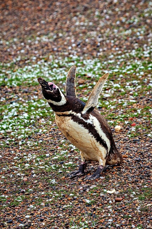 A penguin stands upright with wings wide open on pebbles, The Magellanic Penguin (Spheniscus magellanicus) from Punta Tombo in Argentina
