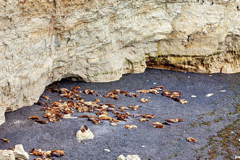 Group of seals rest on a pebble beach next to a steep rock face, The maned seals (Otaria flavescens) on the beach of Peninsula Valdes in Argentina