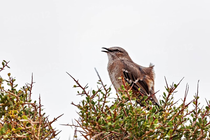 A bird with an open beak sits on a bush, the grey sky forms the background, a Patagonian mockingbird (Mimus patagonicus)