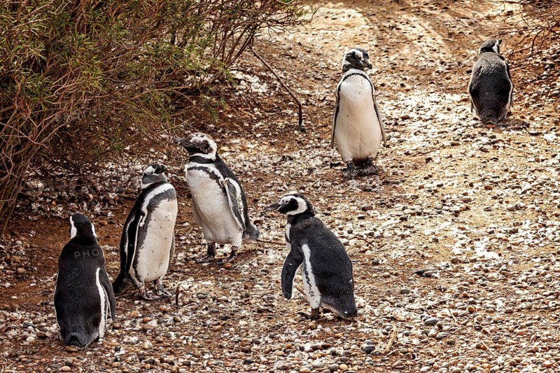 A group of penguins stand together on a rocky path, The Magellanic Penguin (Spheniscus magellanicus) from Punta Tombo in Argentina