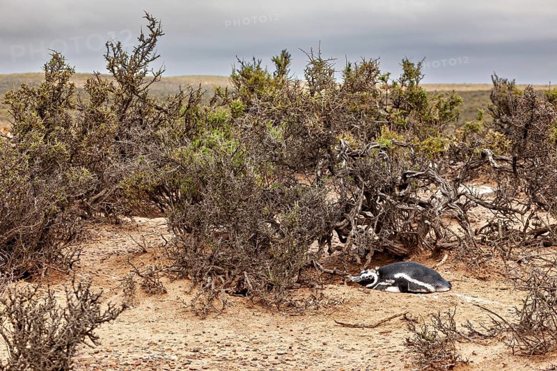 A penguin resting under shrubs in a vast, barren landscape, The Magellanic Penguin (Spheniscus magellanicus) from Punta Tombo in Argentina
