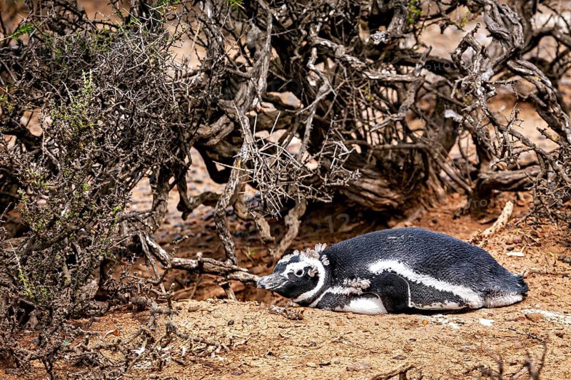A penguin lies camouflaged under thick branches in the undergrowth, The Magellanic Penguin (Spheniscus magellanicus) from Punta Tombo in Argentina