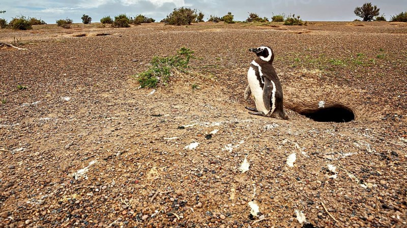 A penguin stands in front of a hole on a vast rocky area, The Magellanic Penguin (Spheniscus magellanicus) from Punta Tombo in Argentina