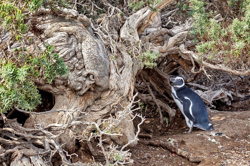 A penguin stands next to a large weathered tree trunk in nature, The Magellanic Penguin (Spheniscus magellanicus) from Punta Tombo in Argentina