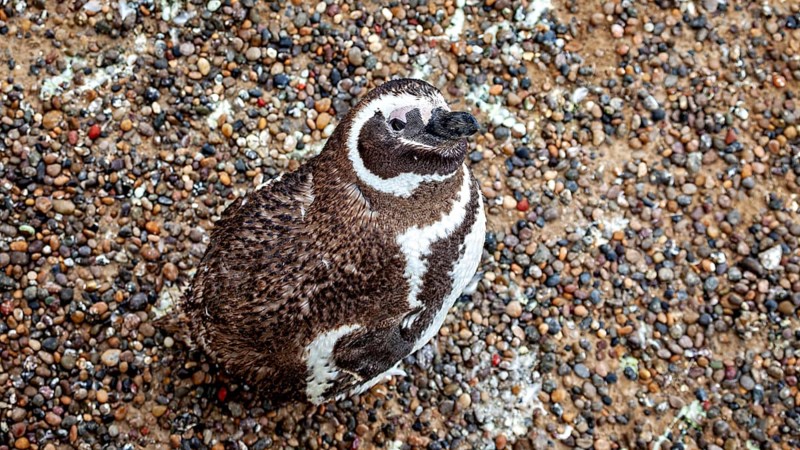 A penguin sitting on a pebble surface, photographed from above, The Magellanic penguin (Spheniscus magellanicus) from Punta Tombo in Argentina