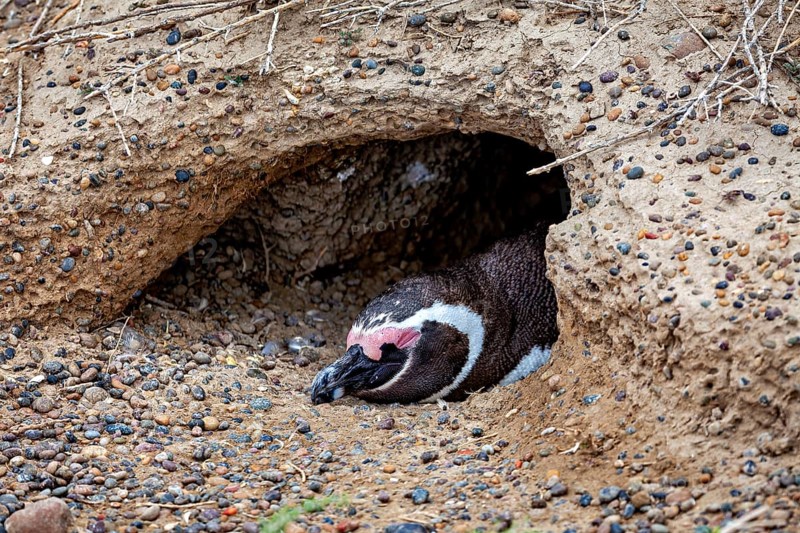 A penguin lies hidden in the ground in a small cave, The Magellanic Penguin (Spheniscus magellanicus) from Punta Tombo in Argentina