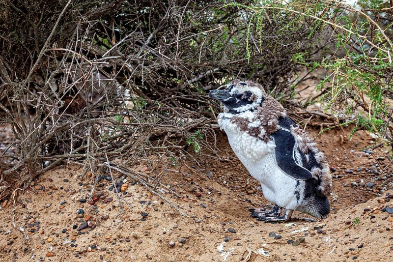 A penguin with its chick under bushes on the beach, The Magellanic Penguin (Spheniscus magellanicus) from Punta Tombo in Argentina