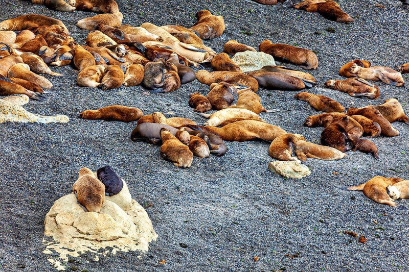 Different sea lions scattered in small groups on a rocky beach, The maned seals (Otaria flavescens) on Peninsula Valdes beach in Argentina