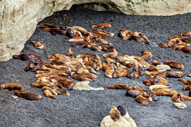 Large group of sea lions relaxing near a rocky cave, the maned seals (Otaria flavescens) on Peninsula Valdes beach in Argentina