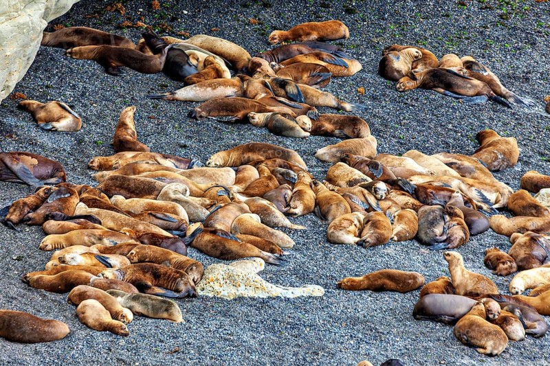 Different sea lions lie close together on a sandy ground, the maned seals (Otaria flavescens) on the beach of Peninsula Valdes in Argentina