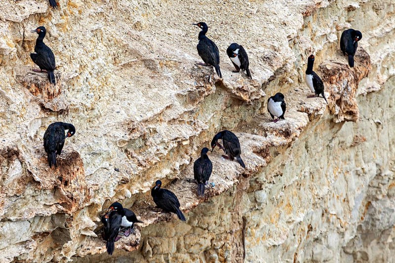 Black cormorants sit on rocks and cliffs, form groups and nest in a rocky environment, The rock scar (Leucocarbo magellanicus) of the Valdes Peninsula in Argentina
