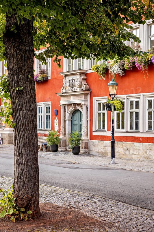 Tree in front of a red house façade with richly decorated windows in a cozy old town setting, The old town of Arnstadt in Thuringia
