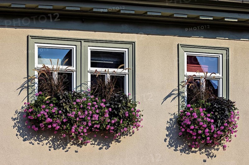 Two windows with ornate flower boxes full of pink flowers and green foliage on a bright building in sunlight, windows with flowers on a house facade