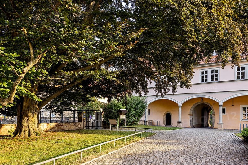 A large tree in front of a historic building in a sunny courtyard, gateway to the district office in the old town of Arnstadt in Thuringia