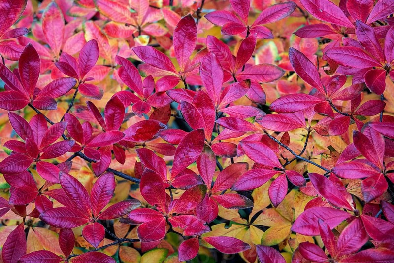 Azalea (Azalea), red colored autumn leaves, autumn colors, Baden-Württemberg, Germany