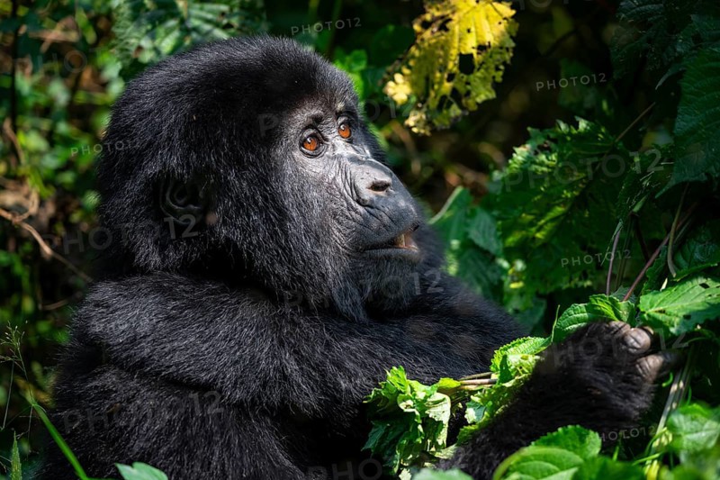 Mountain gorilla (Gorilla beringei beringei), among leaves, Bwindi Impenetrable Forest, Uganda