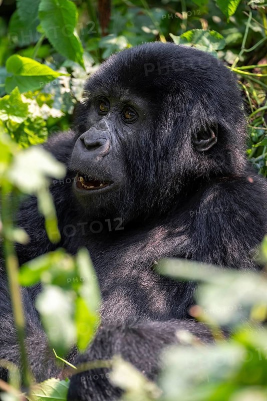 Mountain gorilla (Gorilla berengei berengei), Bwindi Impenetrable National Park, Uganda