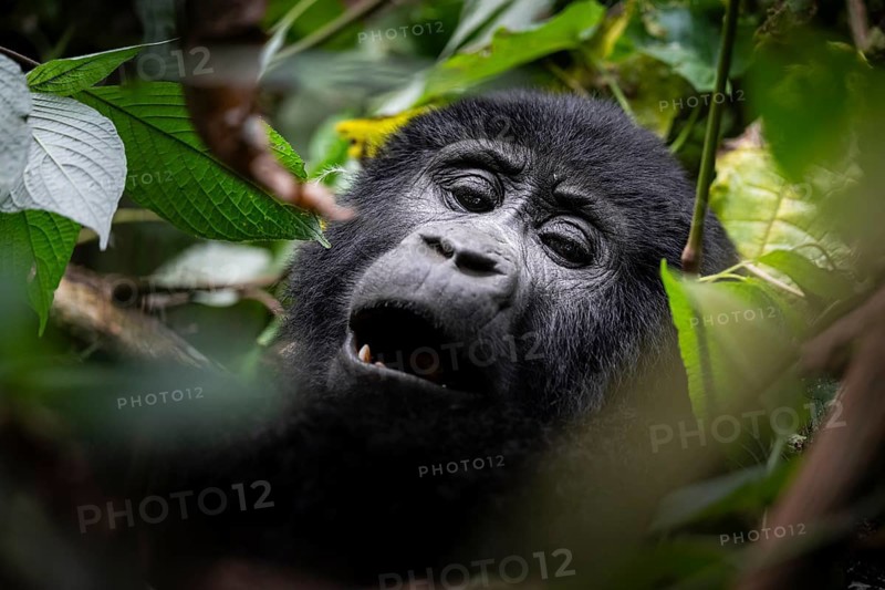 Mountain gorilla (Gorilla berengei berengei), Bwindi Impenetrable National Park, Uganda