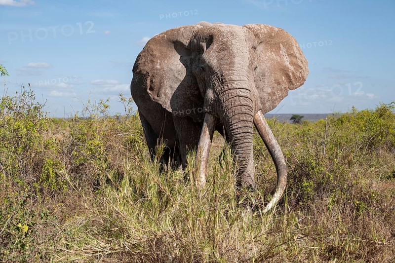 African elephant (Loxodonta africana) eats leaves, the famous Super Tusker elephant Craig, old male with long tusks, Kajiado County, Kenya