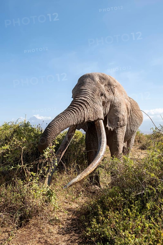 African elephant (Loxodonta africana) eats leaves, the famous Super Tusker elephant Craig, old male with long tusks, Kajiado County, Kenya