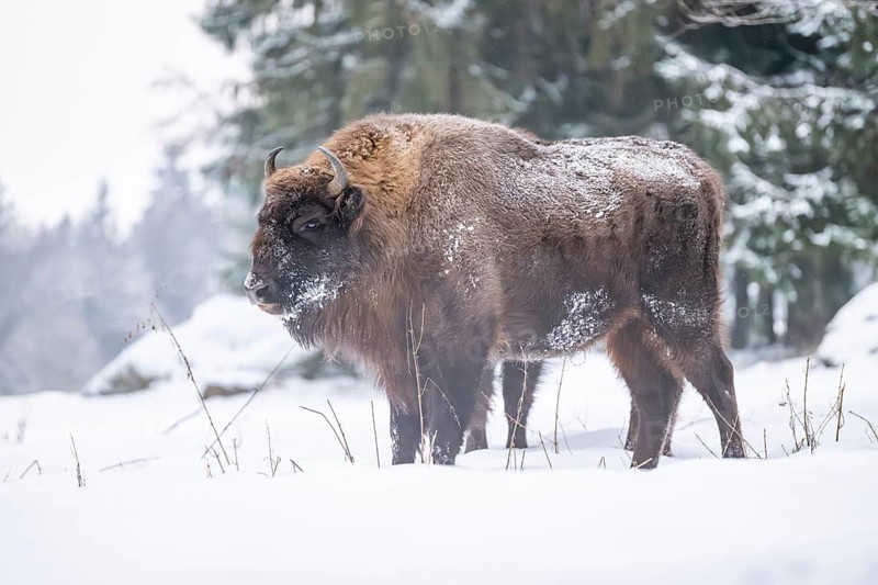 European bison (Bison bonasus) or Wisent standing on a meadow next to the forest in winter, snow, Bavaria, Germany