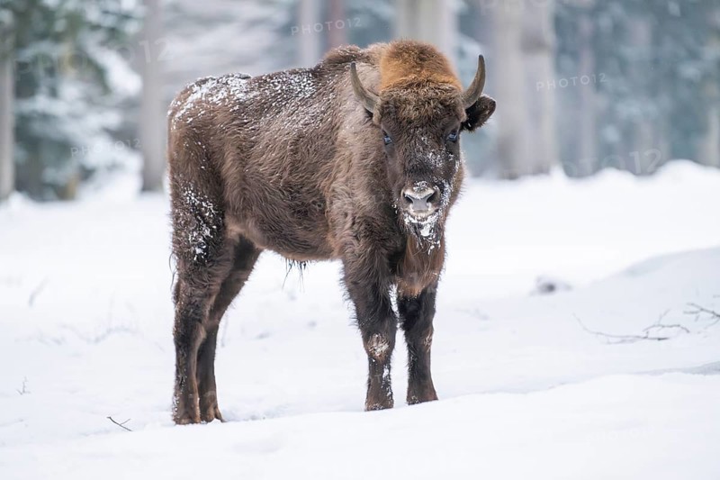 European bison (Bison bonasus) or Wisent standing on a meadow next to the forest in winter, snow, Bavaria, Germany