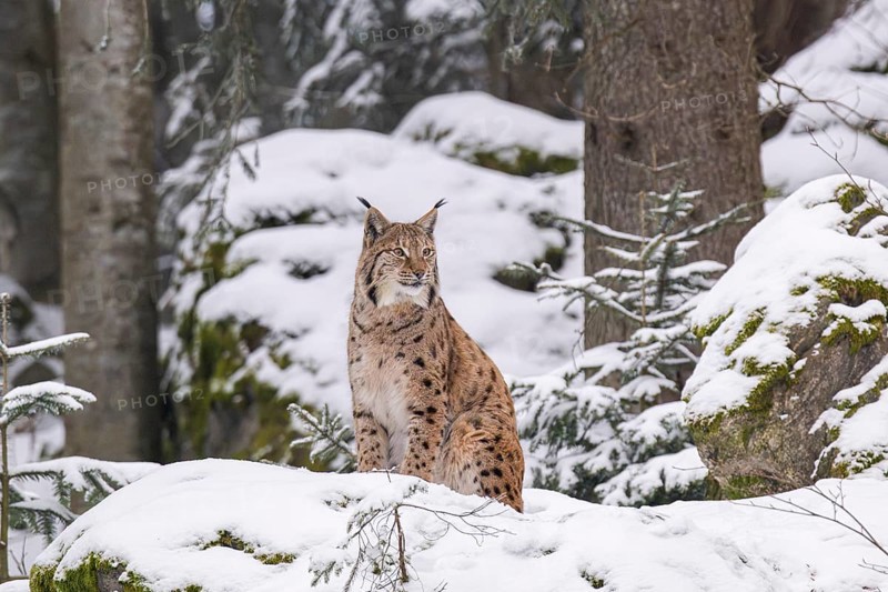 Eurasian lynx (Lynx lynx) sitting in a forest in winter, snow, Bavaria, Germany