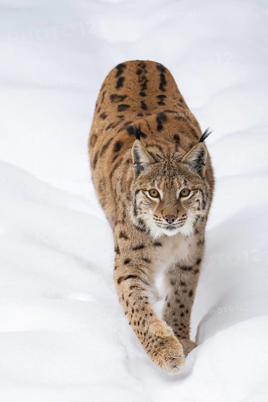 Eurasian lynx (Lynx lynx) walking in a forest in winter, snow, Bavaria, Germany