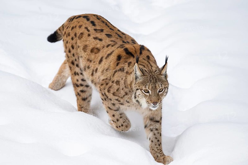 Eurasian lynx (Lynx lynx) walking in a forest in winter, snow, Bavaria, Germany