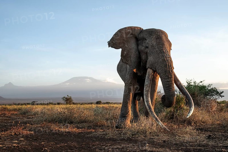 African elephant (Loxodonta africana), the famous Super Tusker elephant Craig, old male with long tusks, in picturesque landscape with the summit of Mount Kilimanjaro, in atmospheric evening light, Kajiado County, Kenya