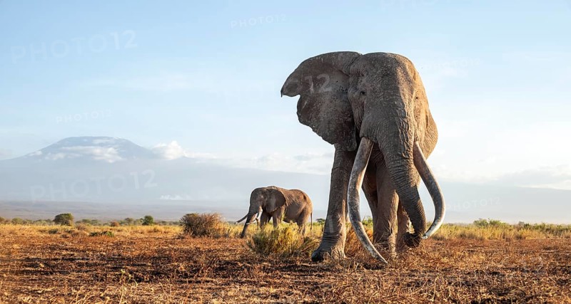 Two African elephants (Loxodonta africana) in a picturesque landscape with the summit of Mount Kilimanjaro, the famous Super Tusker elephant Craig with his friend Pascal, old male with long tusks, in the evening light, Kajiado County, Kenya