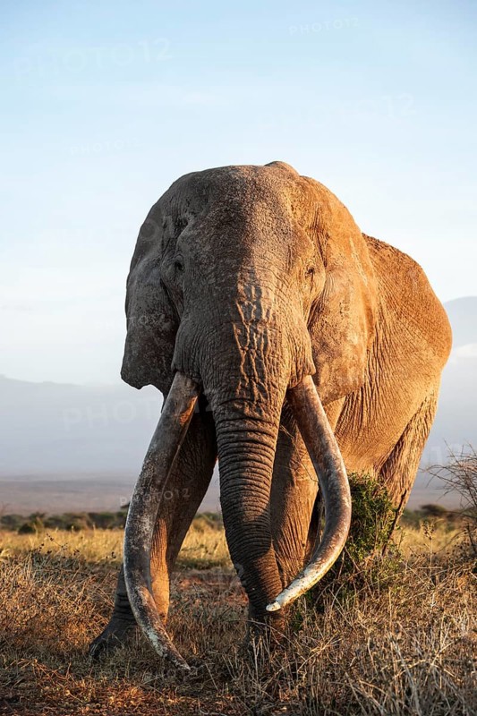 African elephant (Loxodonta africana), the famous Super Tusker elephant Craig, old male with long tusks, in the evening light, Kajiado County, Kenya
