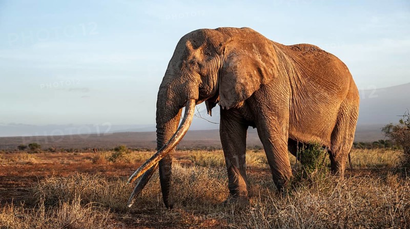 African elephant (Loxodonta africana) in picturesque landscape with the summit of Mount Kilimanjaro, the famous Super Tusker elephant Craig, old male with long tusks, in the evening light, Kajiado County, Kenya