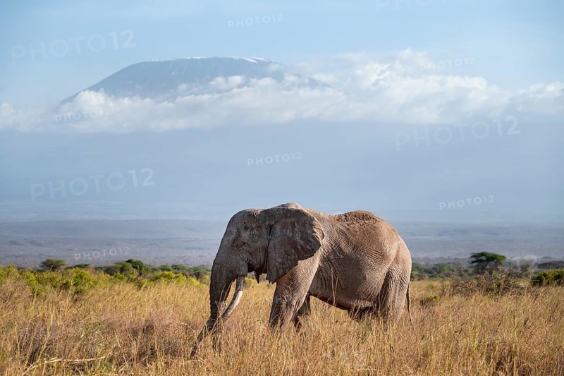 African elephant (Loxodonta africana) in picturesque savanna landscape with the summit of Mount Kilimanjaro, the famous Super Tusker elephant Craig, old male with long tusks, in the evening light, Kajiado County, Kenya