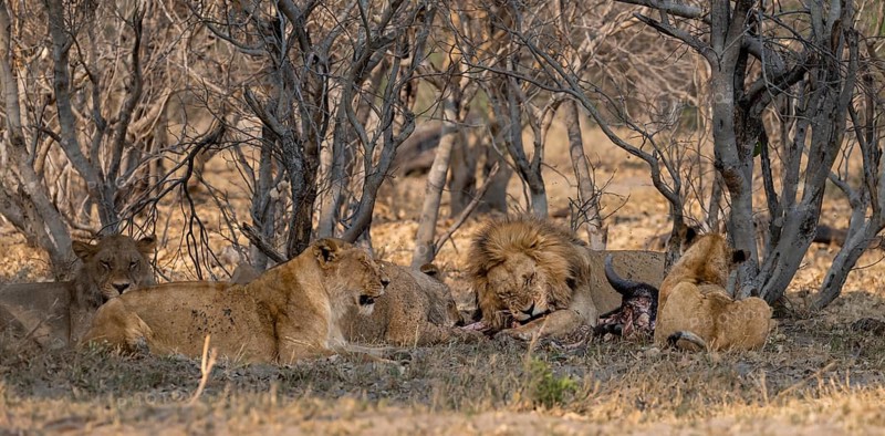 Lion (Panthera Leo) with kill, pack eats captured buffalo, adult male with prey, Moremi Game Reserve, Botswana