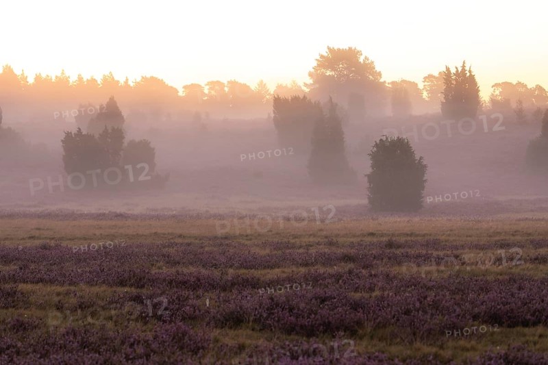 Enchanting morning atmosphere in August with fog in the blooming Lüneburger Heide near Niederhaverbeck