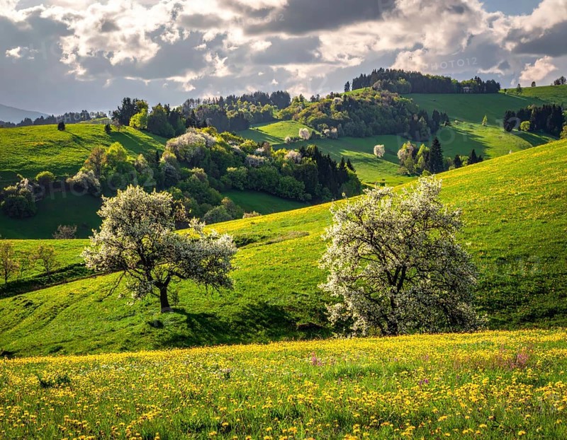 Spring blooming landscape, trees in the foreground, green hills covered with blooming flowers, clear blue sky at sunset, vacation and holiday concept, beauty of nature, AI generated