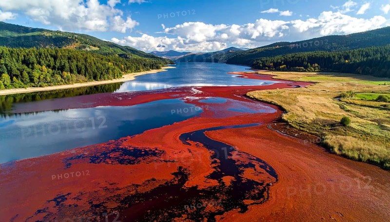 Red algae plant on the lake. abstract ecology nature concept, wild landscape with vibrant red colored water and green forest on a sunny day in summer, Aerial view, wilderness nature with no people around, AI generated