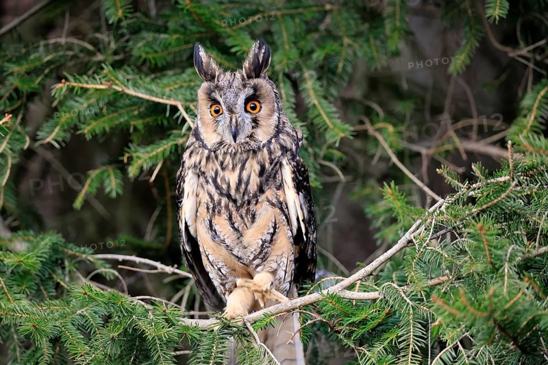 Long-eared owl (Asio otus), adult, on tree, in winter, alert, Bohemian Forest, Czech Republic, Europe, Germany