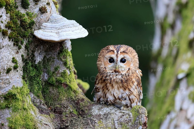 Tawny owl (Strix aluco), adult, on tree, in winter, alert, Bohemian Forest, Czech Republic, Europe, Germany
