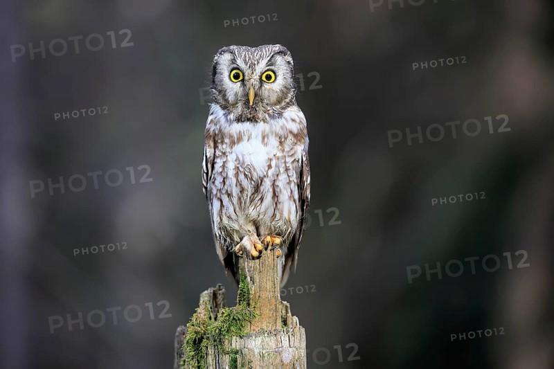 Roughfoot owl (Aegolius funereus), groufoot owl, adult, perch, alert, in winter, Bohemian Forest, Czech Republic, Europe, Germany