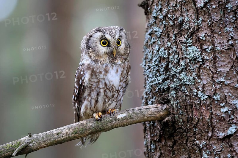 Roughfoot owl (Aegolius funereus), groufoot owl, adult, on tree, alert, in winter, Bohemian Forest, Czech Republic, Europe, Germany