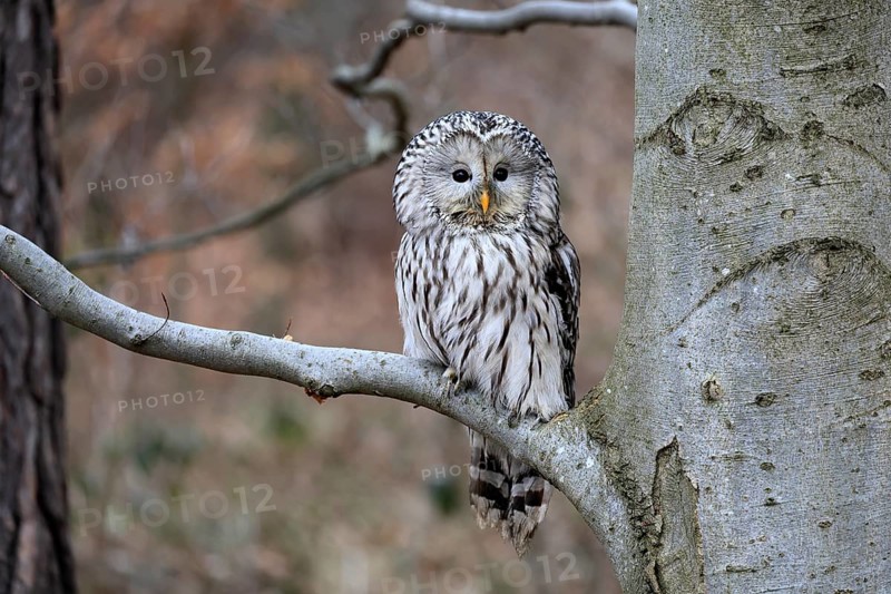 Hawk owl (Strix uralensis), adult, in winter, on tree, Bohemian Forest, Czech Republic, Europe, Germany